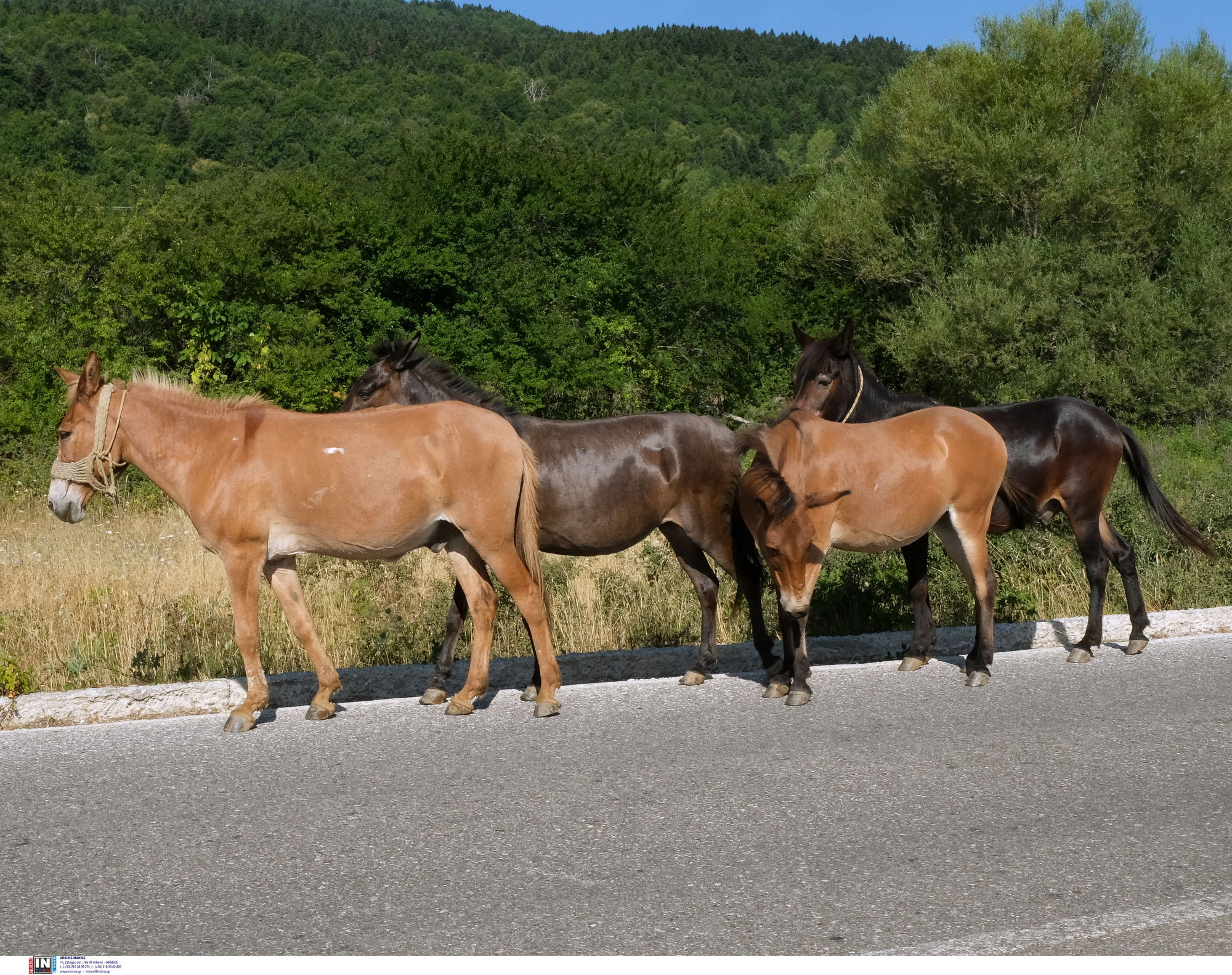 Πάρνηθα: Έρευνα της αστυνομίας για τα άλογα που βρέθηκαν νεκρά σε χαράδρα 100 μέτρων