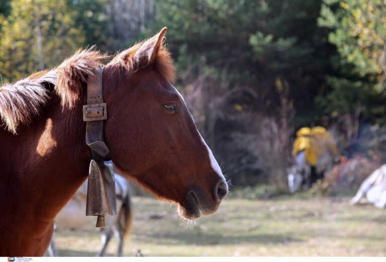 Άφησαν δεμένο άλογο να αργοσβήνει σε πλαγιά στην Τζια - Προσοχή σκληρές εικόνες