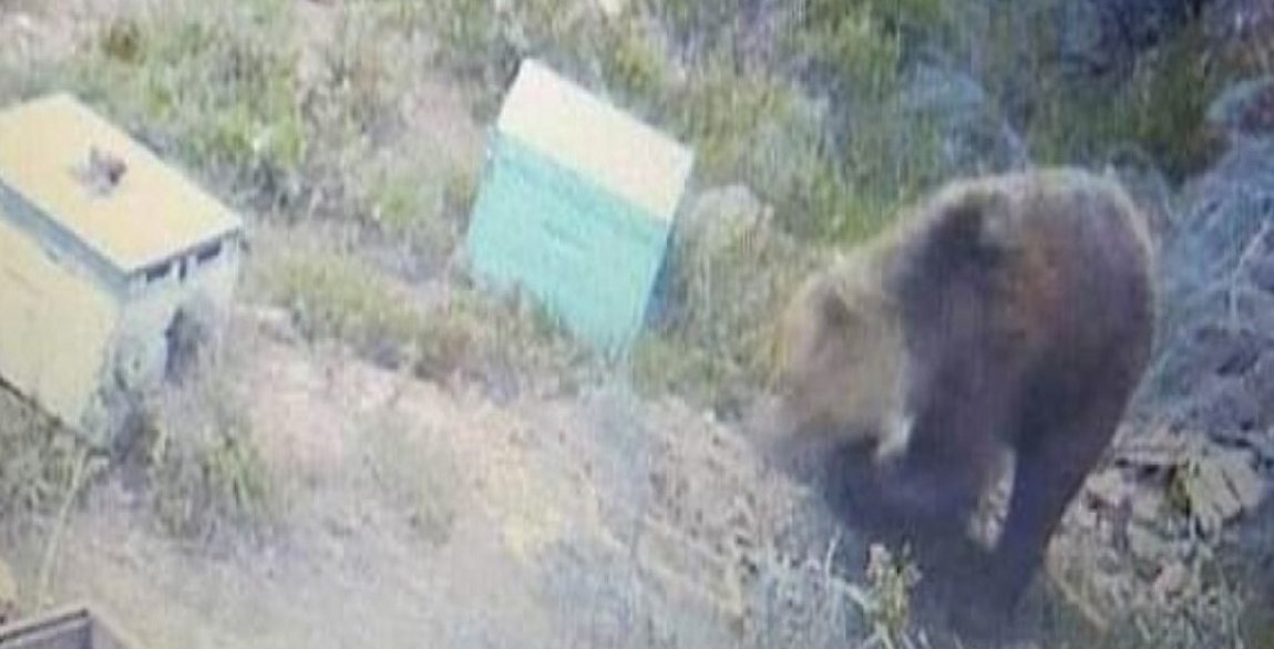 Θεσσαλονίκη: Αρκούδα έφτασε στη Θέρμη – Έκκληση του δήμου στους πολίτες