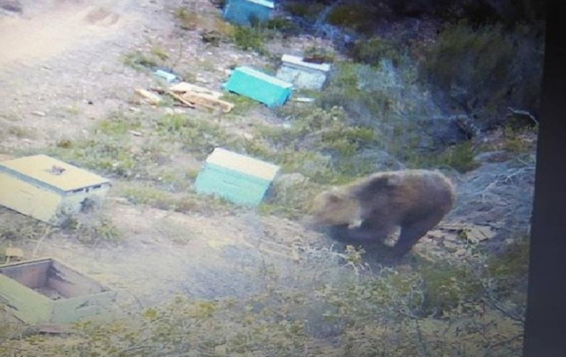 Χαλκιδική: Αρκούδα «σαρώνει» τα μελίσσια – Πονοκέφαλος για τους παραγωγούς