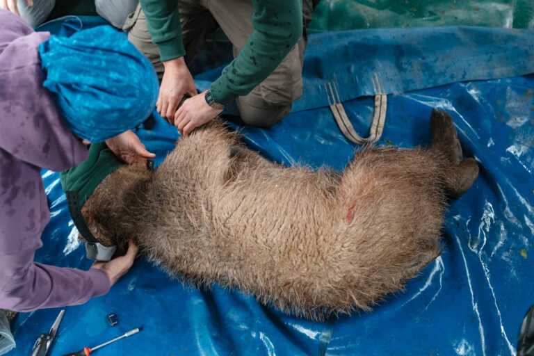 Καστοριά: Επέστρεψε στη φύση το ορφανό αρκουδάκι που κατάφερε να επιζήσει από θαύμα