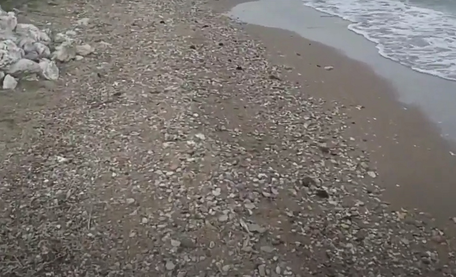 Κόρινθος: Ψόφιους αχινούς ξεβράζει η θάλασσα στο Καλαμάκι