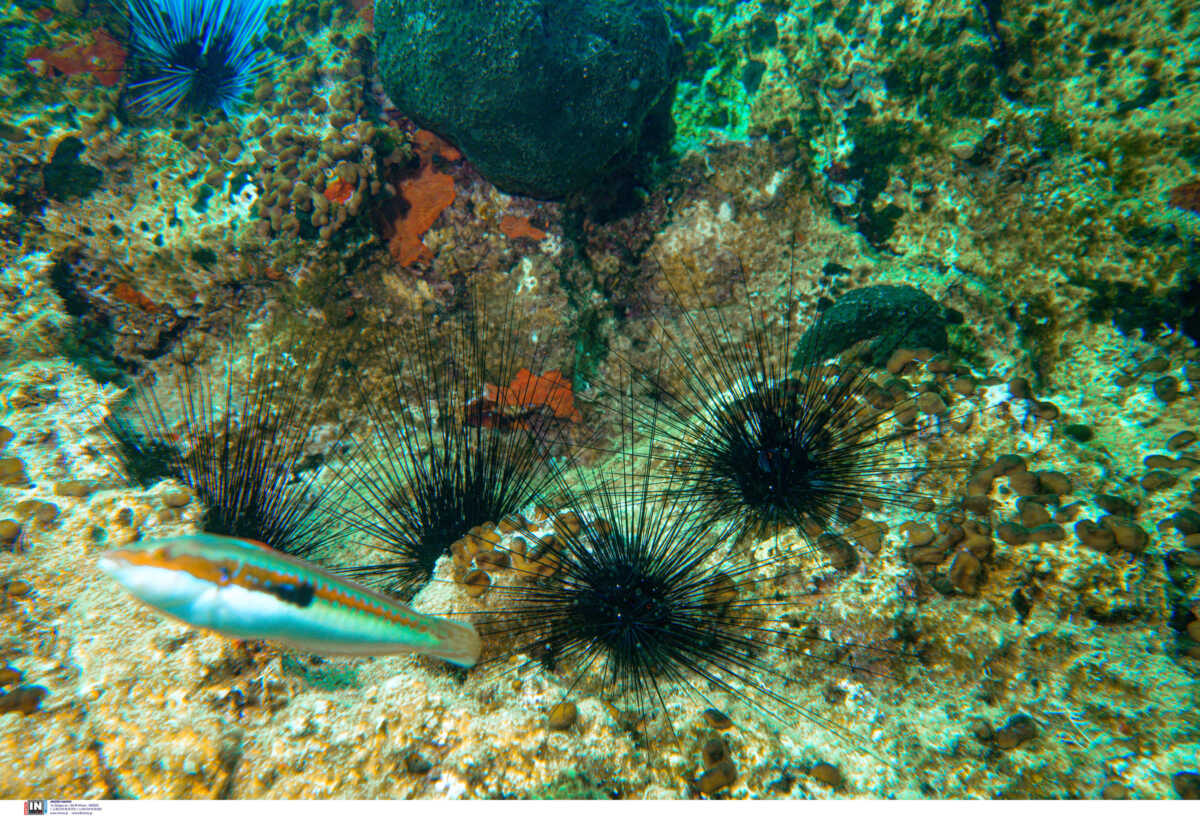 Ερυθρά θάλασσα: Επιδημία «ξεκληρίζει» τους αχινούς και απειλεί τα κοράλλια