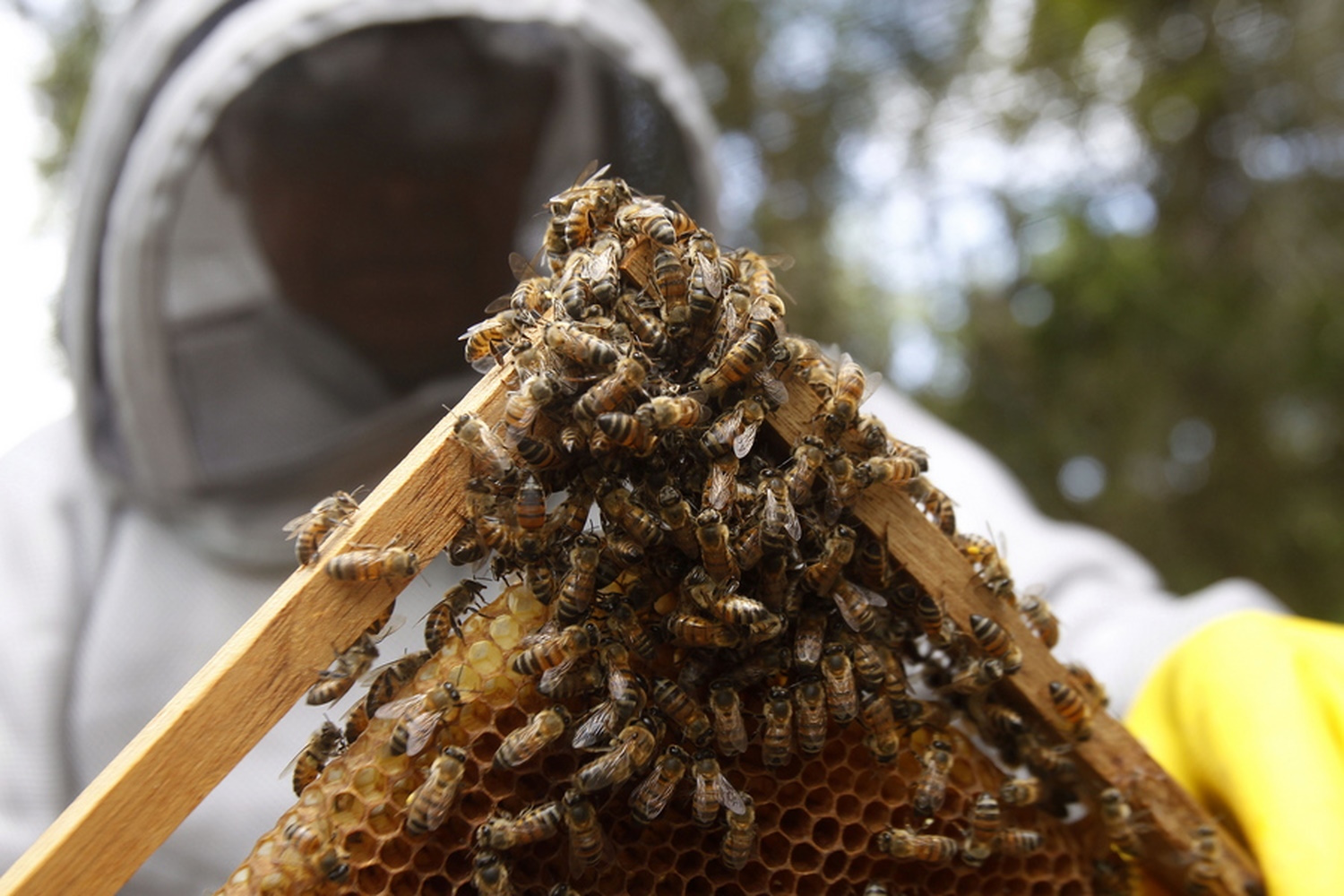 Μέλισσες τσίμπησαν μέχρι θανάτου 6 επιβάτες λεωφορείου που έπεσε πάνω στις φωλιές τους