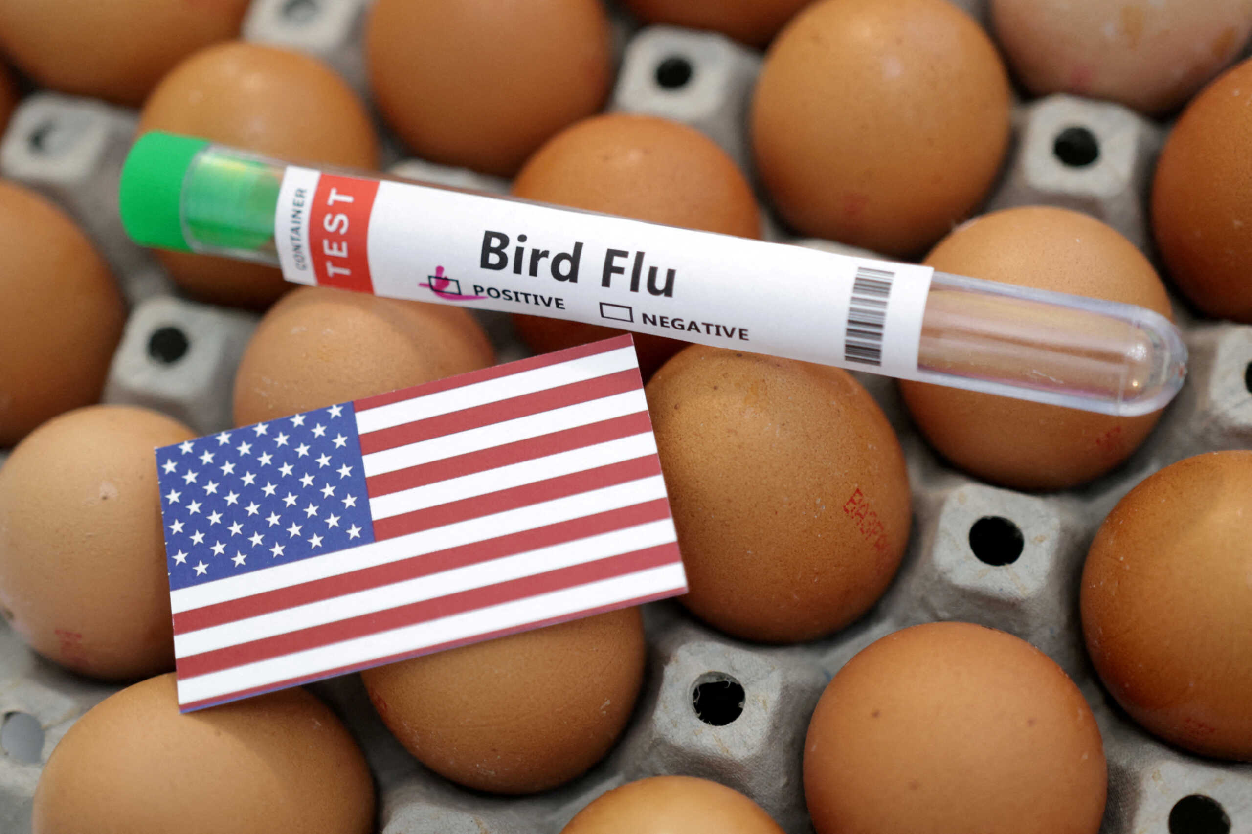 FILE PHOTO: A test tube labelled "Bird Flu", eggs and a piece of paper in the colours of the U.S. national flag are seen in this picture illustration, January 14, 2023. REUTERS