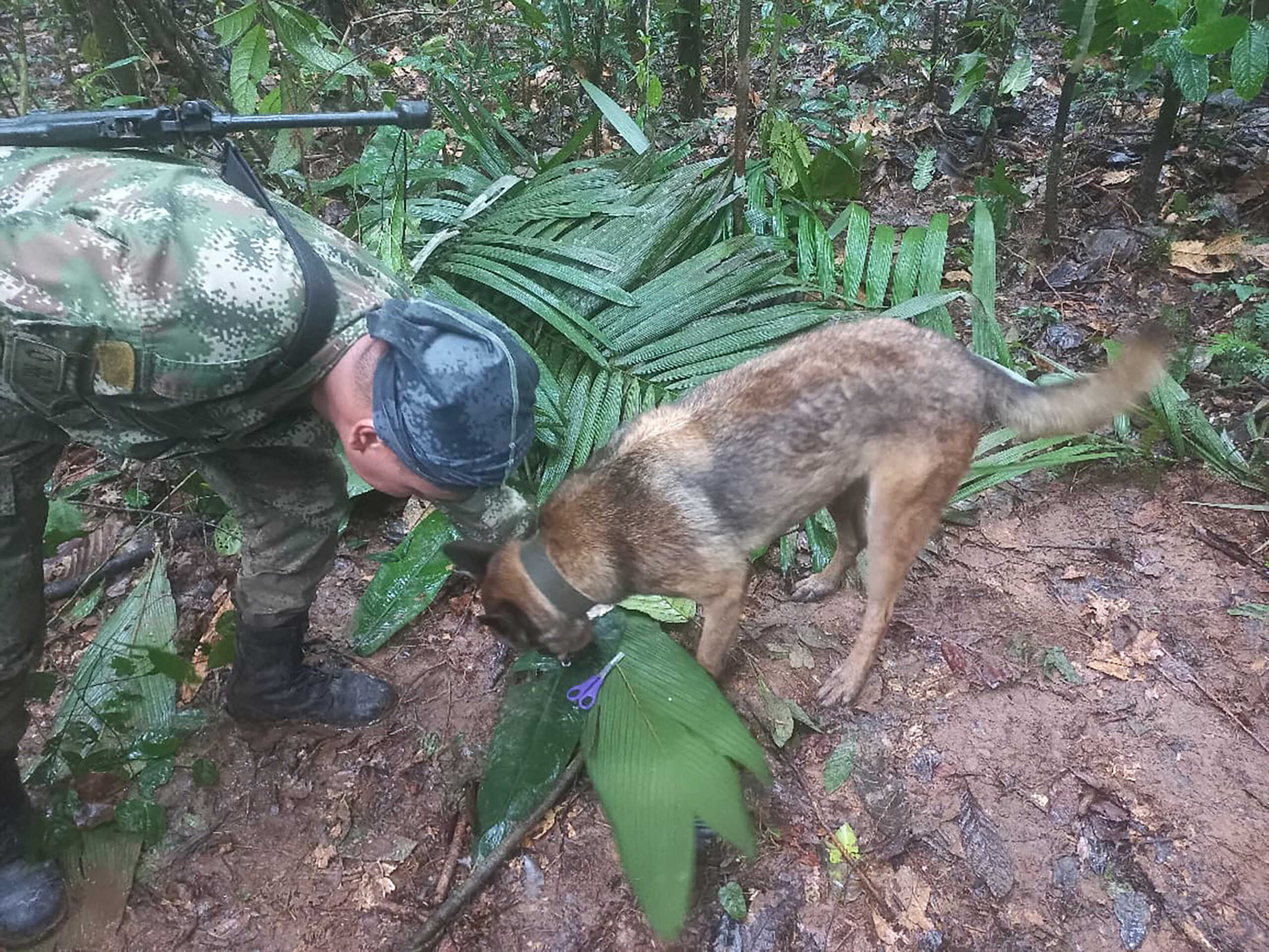 A soldier and a dog take part in a search operation for child survivors from a Cessna 206 plane that had crashed in the jungle more than two weeks ago, in Caqueta, Colombia May 17, 2023. Colombian Air Force