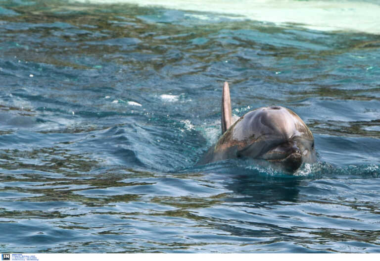 Σκοτωμένα βρέθηκαν άλλα δυο δελφίνια στο Αιγαίο – Τουρκικά σκάφη καταγγέλλει  η οργάνωση «Αρχιπέλαγος»