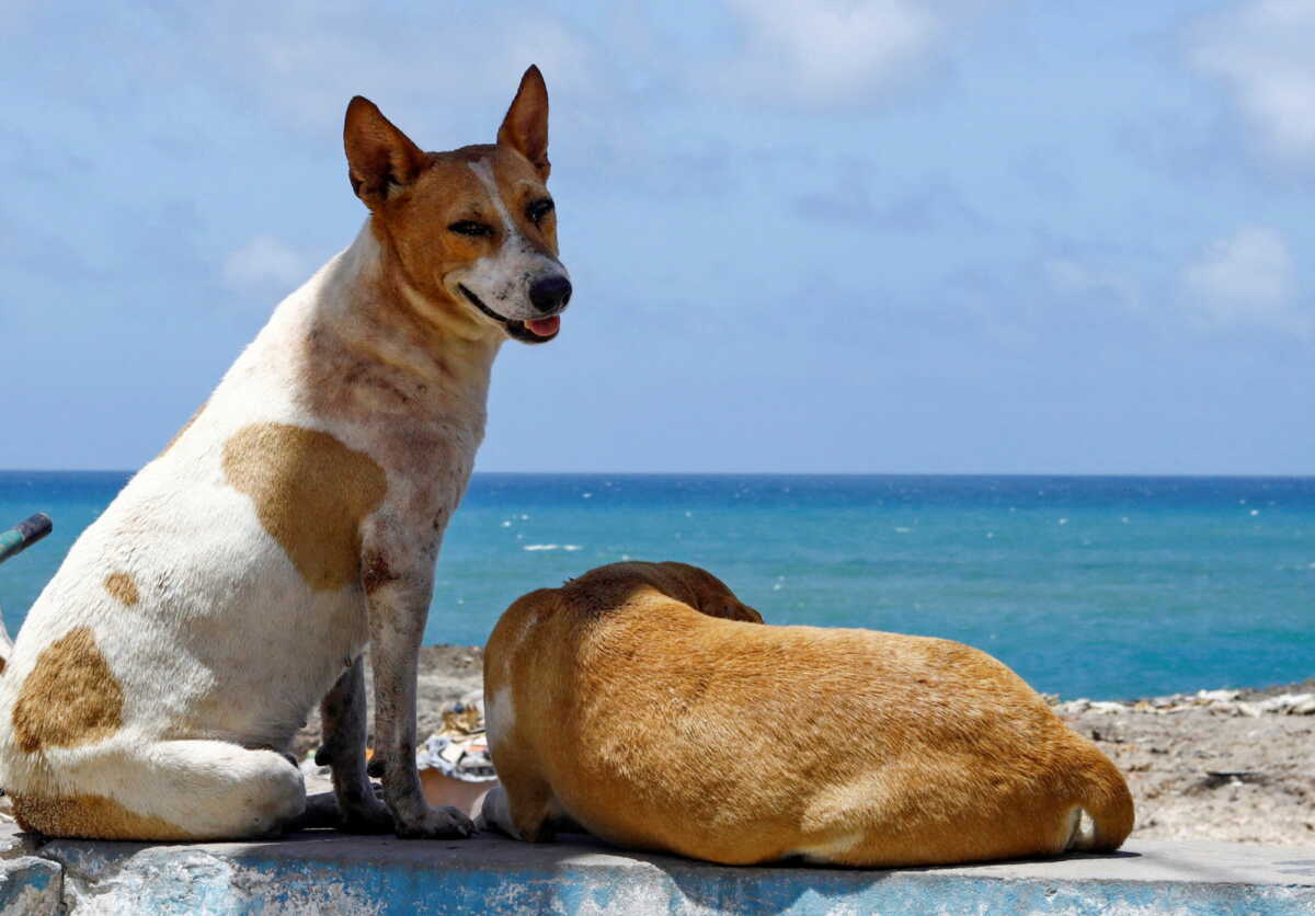 Ηλεία: Έριξαν φόλες στο Τραγανό – Τουλάχιστον 15 σκυλιά βρέθηκαν νεκρά