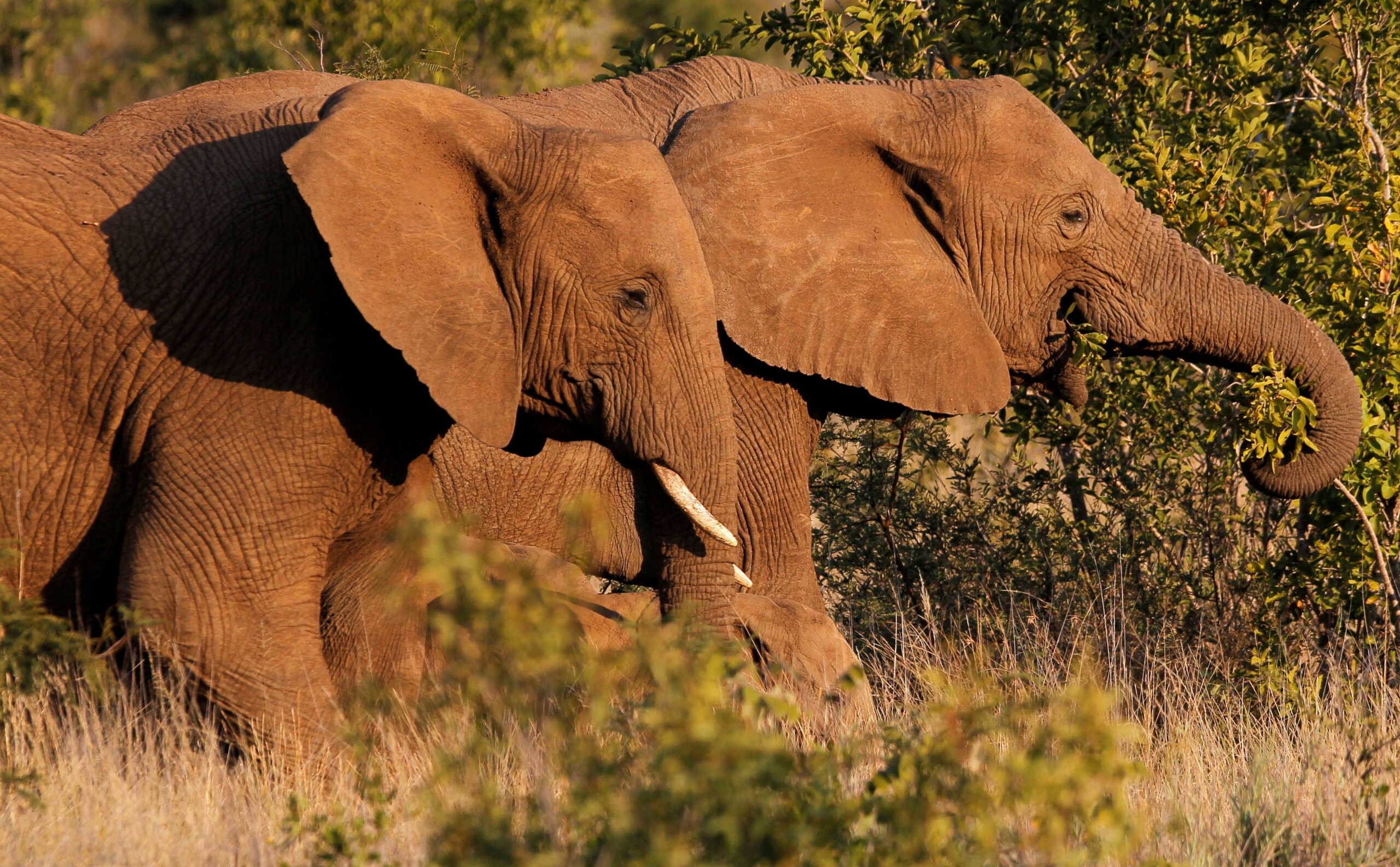 FILE PHOTO: A pair of elephants walk through scrub in the dusk light in Pilanesberg National Park in South Africa's North West Province April 19, 2012. REUTERS