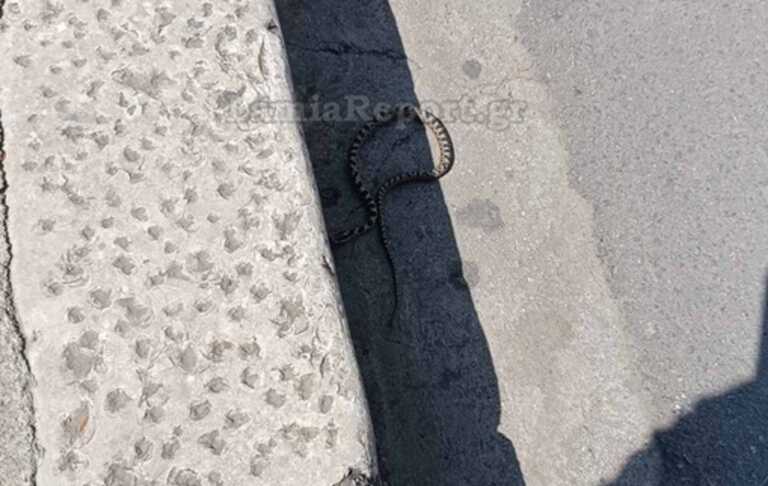 Αυτό είναι το φίδι που προκάλεσε φόβο σε κεντρική πλατεία της Λαμίας - Δεύτερη επίσκεψη σε λίγες μέρες
