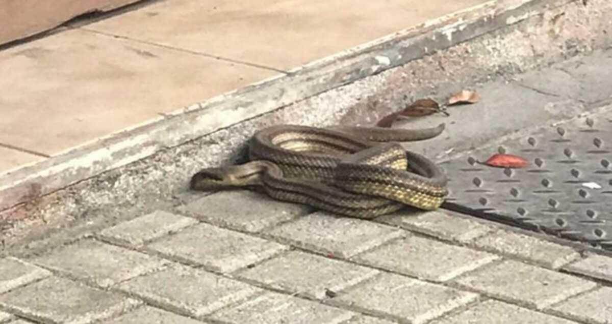 Λάρισα: Αυτό είναι το φίδι που προκάλεσε αναστάτωση στο κέντρο της πόλης