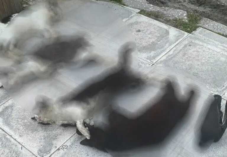 Αποκρουστικές εικόνες στη Λάρισα με νεκρές γάτες και περιστέρια στη σειρά - Οργή για τις φόλες