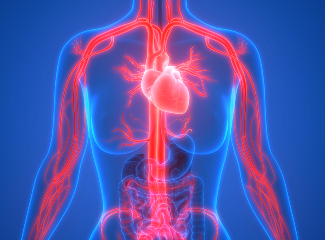 3D Illustration of Human Circulatory System Anatomy