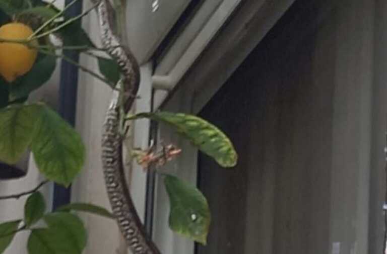 Δείτε το φίδι που σκαρφάλωσε σε παράθυρο σπιτιού την ώρα που έτρωγε οικογένεια στο Μεσολόγγι