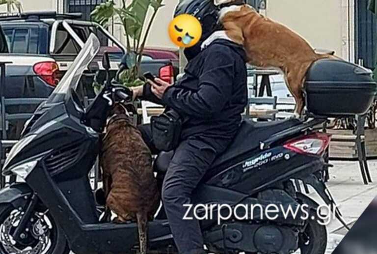 Τρικάβαλο με σκυλιά σε μηχανάκι και ο οδηγός με κινητό τηλέφωνο στα χέρια - Viral οι εικόνες από τα Χανιά