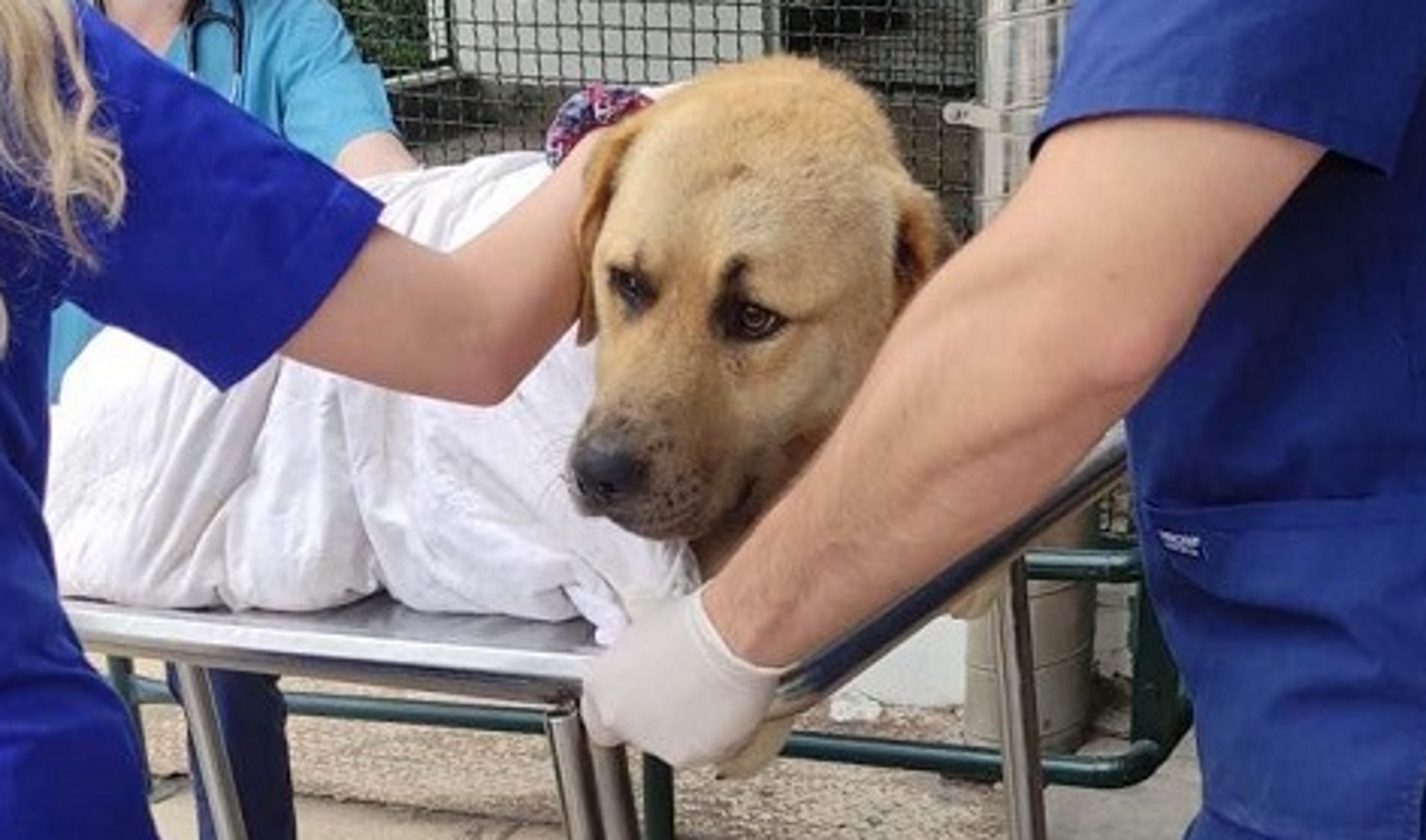 Θεσσαλονίκη: Έμεινε παράλυτος ο σκύλος που παρασύρθηκε από αυτοκίνητο έξω από σούπερ μάρκετ
