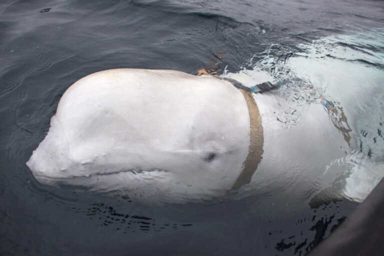 Εμφανίστηκε στη Σουηδία η περίφημη φάλαινα «κατάσκοπος» της Ρωσίας