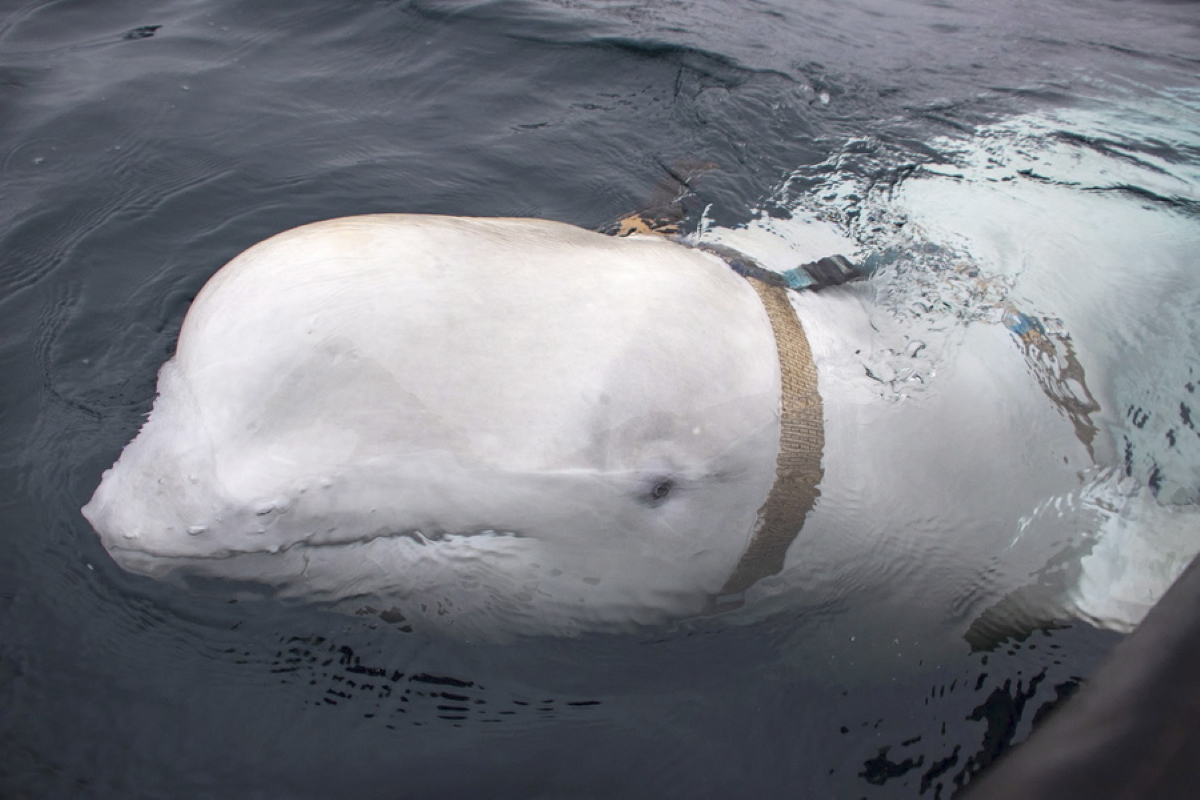 Στη Σουηδία εμφανίστηκε η περίφημη φάλαινα «κατάσκοπος» της Ρωσίας