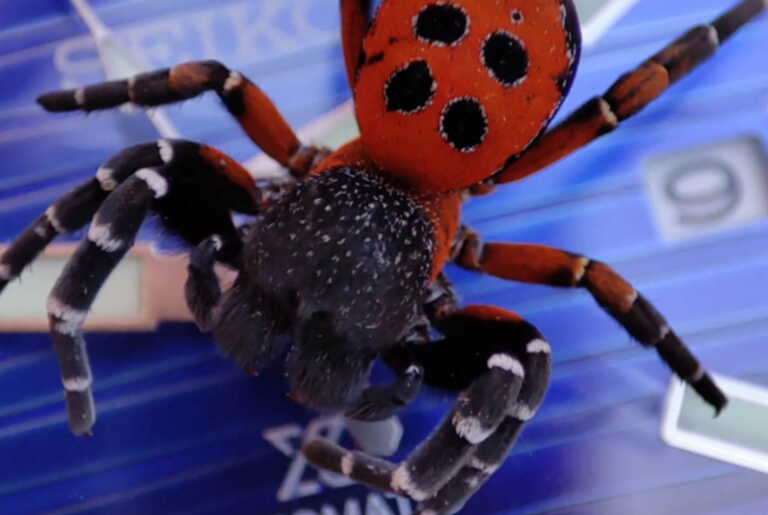 Σπάνια αράχνη πασχαλίτσα στην παλάμη άνδρα στην Ξάνθη - Το έντομο που πεθαίνει για να ζήσουν τα παιδιά του