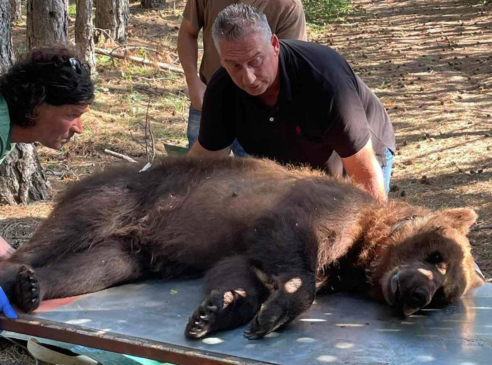 Φλώρινα: Άλλαξαν γειτονιά στην αρκούδα που ξεκλήριζε τα κοτέτσια – Φωτογραφίες από τη «μετακόμιση»