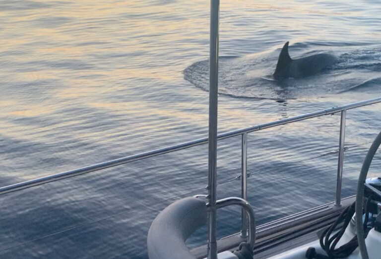 Ξαναχτύπησαν οι φάλαινες δολοφόνοι στο Γιβραλτάρ - «Πέταξαν το γιοτ μου σαν κουρέλι»