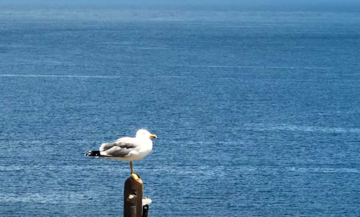 Λαύριο: Γλάρος τυπάρας ποζάρει σαν μοντέλο με φόντο το απέραντο γαλάζιο