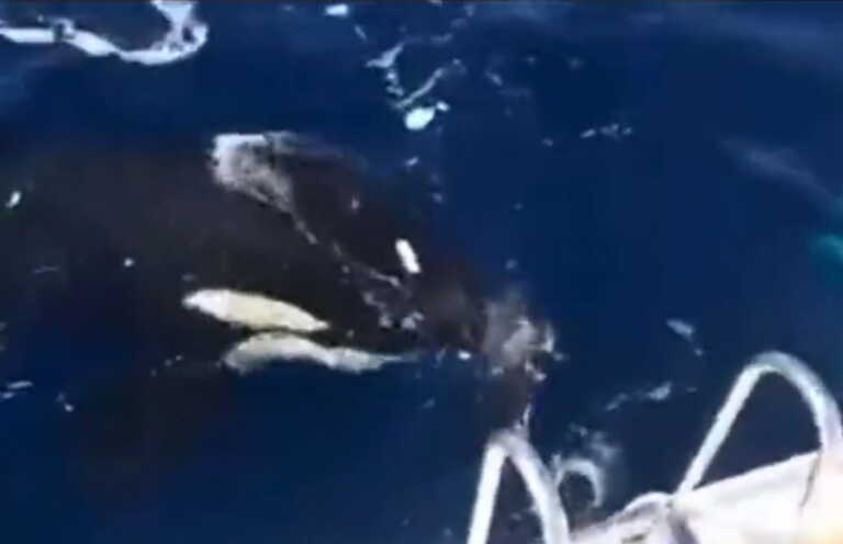 Βίντεο από νέα επίθεση φάλαινας όρκας σε  σκάφος στο Γιβραλτάρ - Έκοψε το πηδάλιο με τα δόντια της