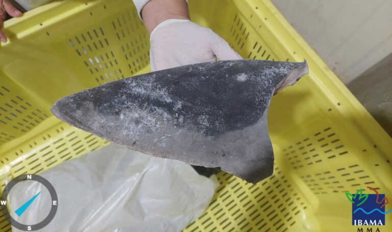 Κατασχέθηκε παράνομη ποσότητα - μαμούθ πτερυγίων καρχαρία στη Βραζιλία