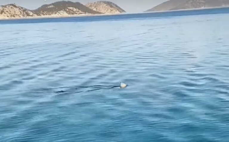 Καρχαρίας κόβει βόλτες στον Κορινθιακό - Βίντεο με το πτερύγιο να σκίζει τα νερά
