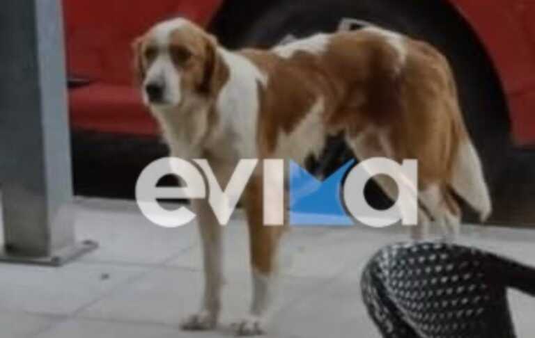 Κτηνωδία στην Εύβοια: Πυροβόλησαν και τραυμάτισαν σοβαρά το αδέσποτο σκυλί – μασκότ της Κύμης