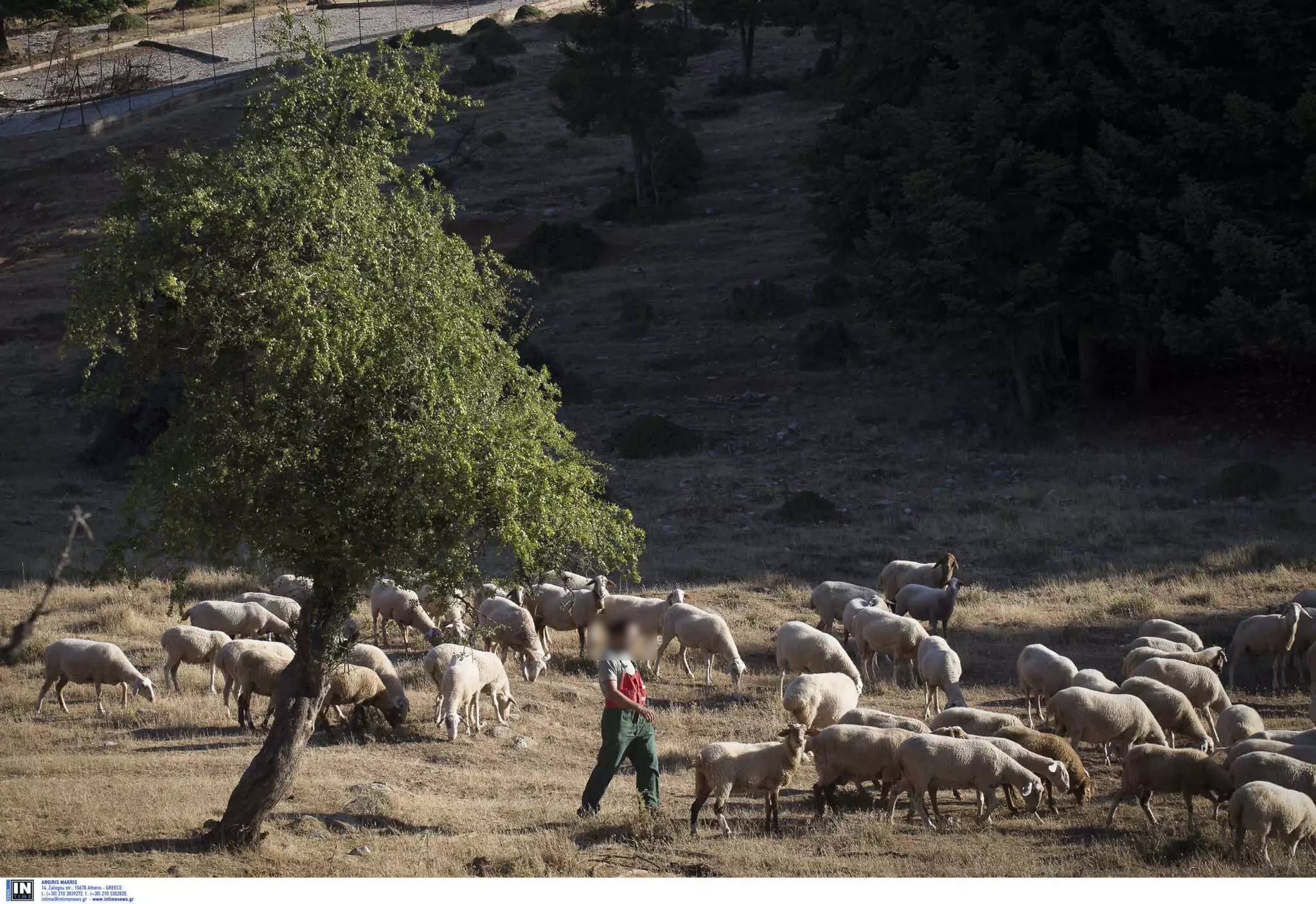 Εύβοια: Νέα τραγωδία σε λίγες ώρες – Βοσκός βρέθηκε νεκρός στο χωράφι του