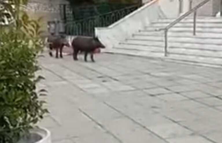Βγήκαν από την εκκλησία και είδαν αυτά τα αγριογούρουνα στις σκάλες - Το βίντεο από τη Θεσσαλονίκη