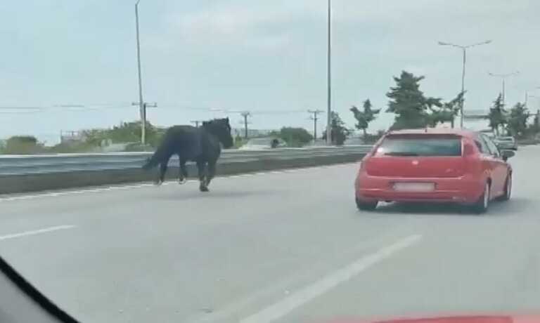 Η στιγμή που άλογα βγαίνουν σε αυτοκινητόδρομο στη Χαλκιδική και προκαλούν κυκλοφοριακό χάος