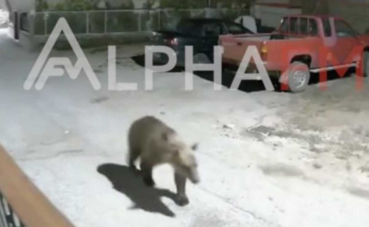 Καστοριά: Βίντεο με αρκούδα να κόβει βόλτες σε γειτονιά έξω από σπίτια