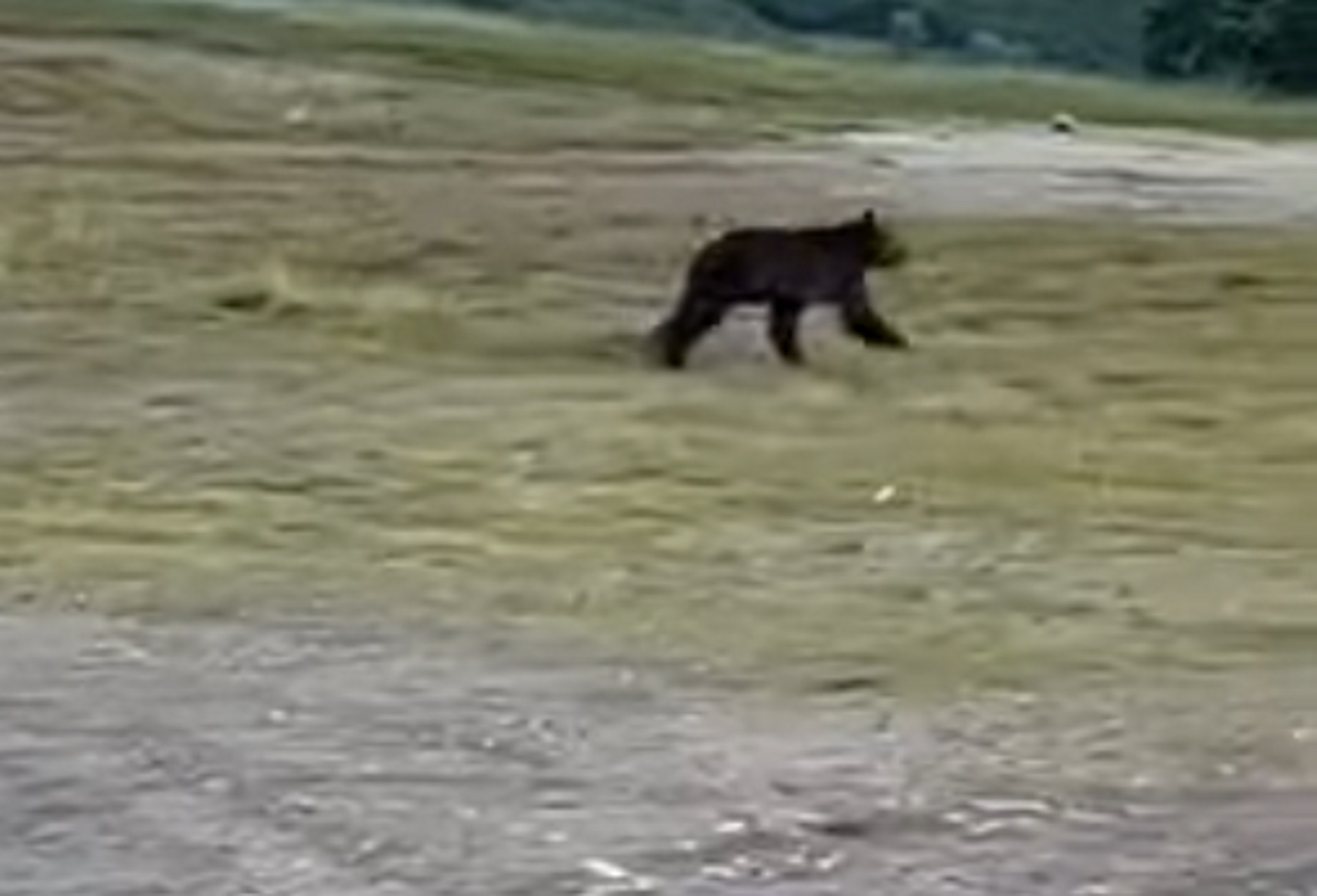 Γρεβενά: Αρκούδα σε στάση λεωφορείου στο Πολυνέρι – Το βίντεο που τράβηξαν επιβάτες
