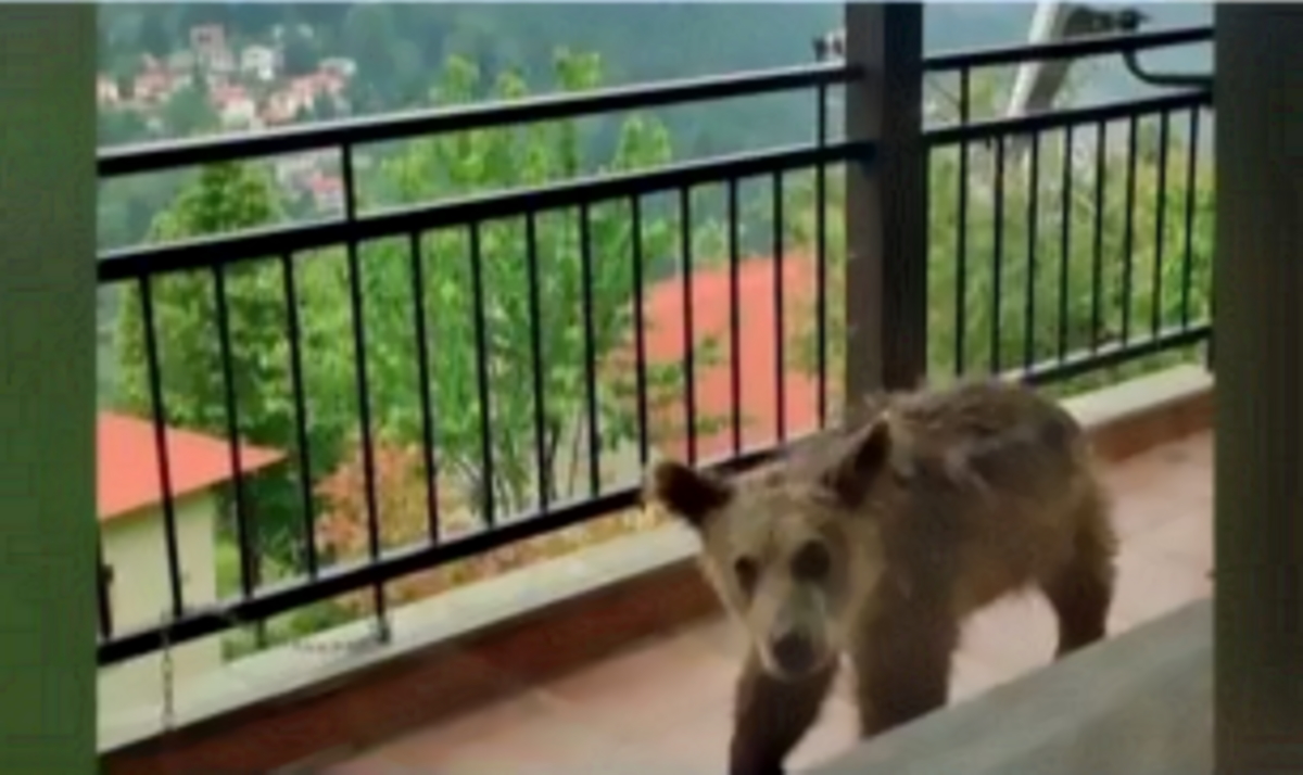 Τρίκαλα: Αρκουδάκι έκανε βόλτες σε βεράντα σπιτιού
