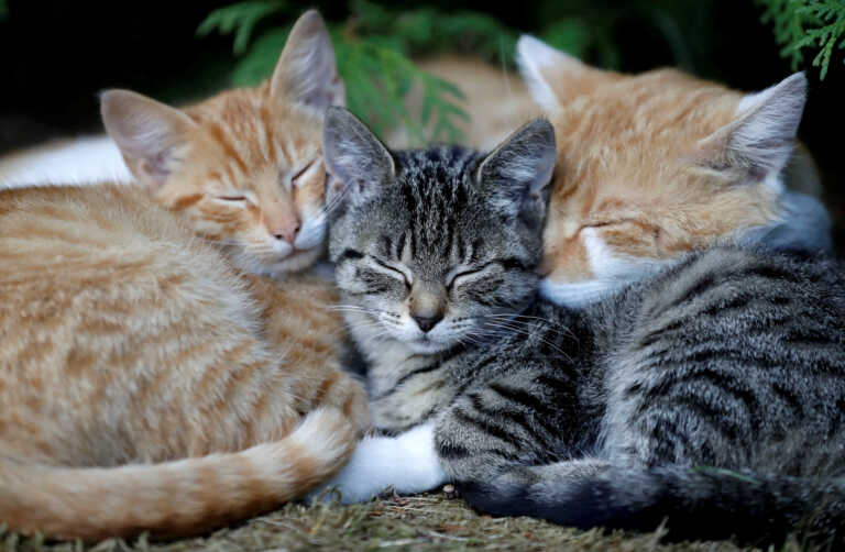 Σκότωσαν γάτες σε νηπιαγωγείο με φόλες - Οργή στην Χαλκιδική για την κτηνωδία στον Πολύγυρο