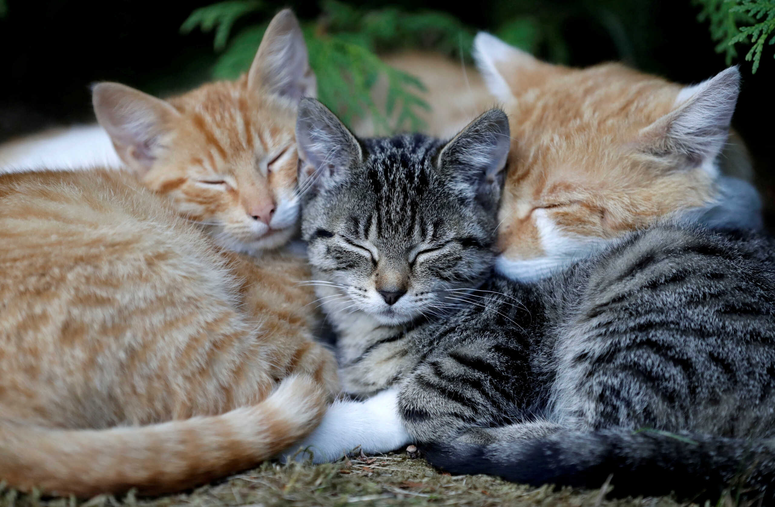 Χαλκιδική: Σκότωσαν γάτες μέσα σε νηπιαγωγείο στον Πολύγυρο με φόλες