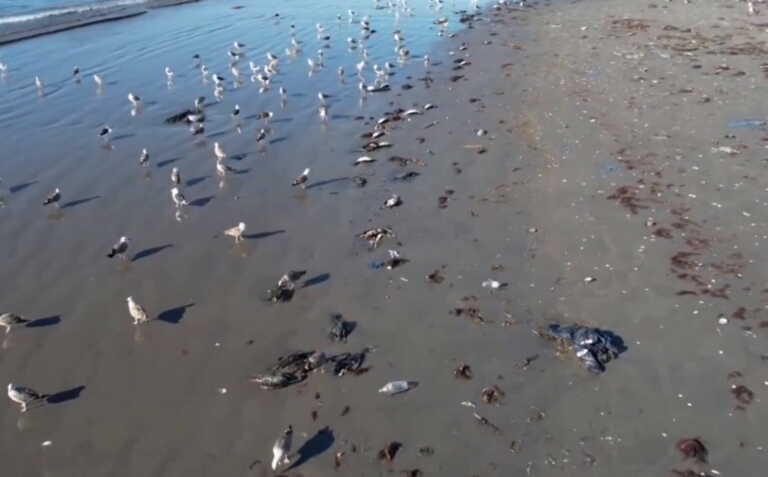 Μυστήριο με χιλιάδες νεκρά πουλιά σε παραλίες της Χιλής - «Συμβαίνει κάτι στη θάλασσα»