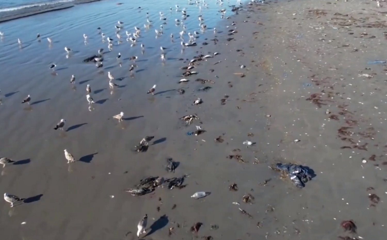 Χιλή: Μυστήριο με χιλιάδες νεκρά πουλιά σε παραλίες της χώρας