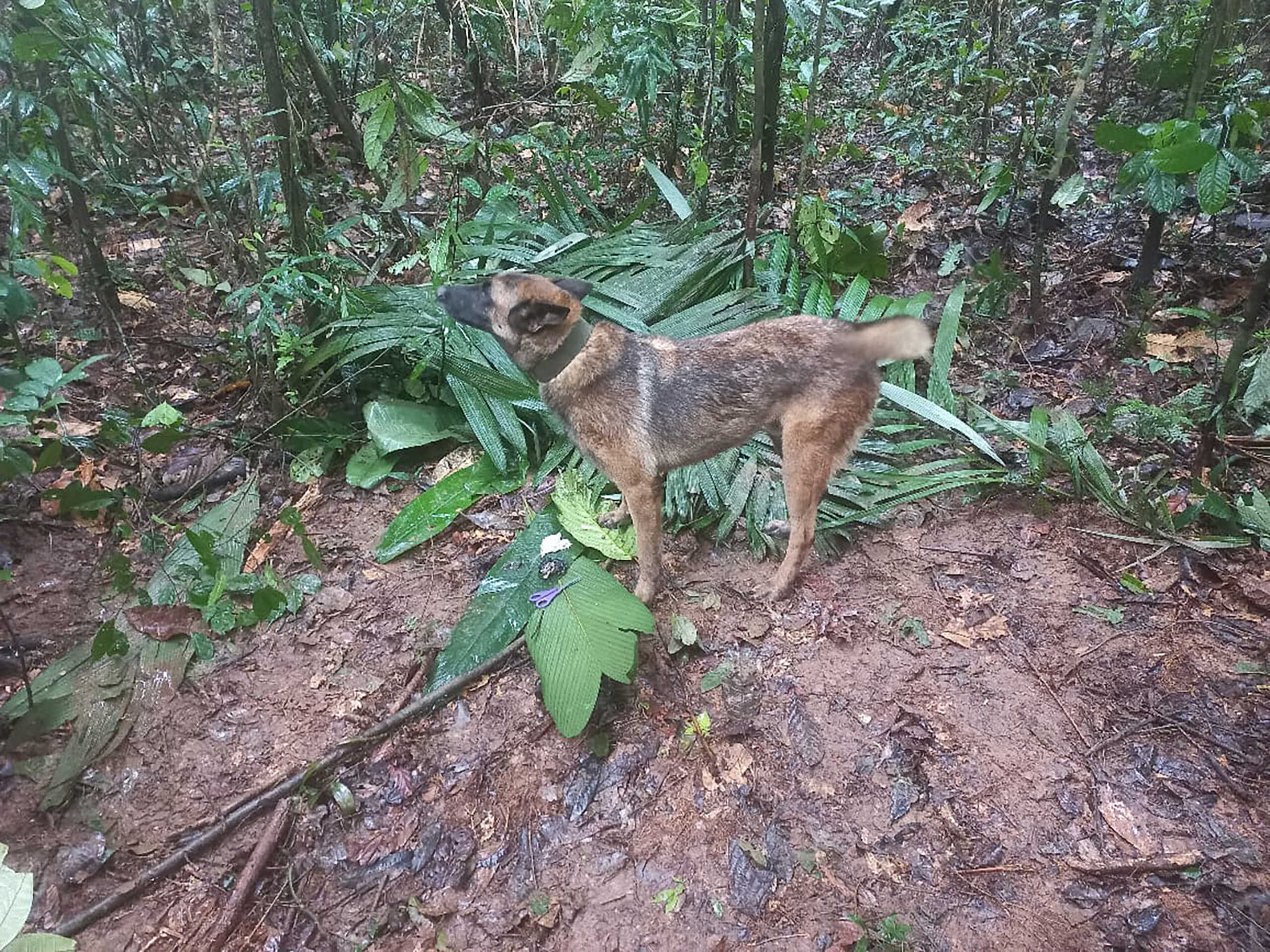A dog takes part in a search operation for child survivors from a Cessna 206 plane that had crashed in the jungle more than two weeks ago, in Caqueta, Colombia May 17, 2023. Colombian Air Force