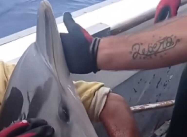 Δελφίνι καθόταν σαν άνθρωπος για να σωθεί - Δείτε το βίντεο από την Κάλυμνο που γίνεται viral