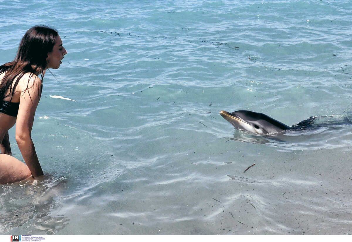 Κόρινθος: Νεκρό το δελφίνι που είχε χάσει τον προσανατολισμό του