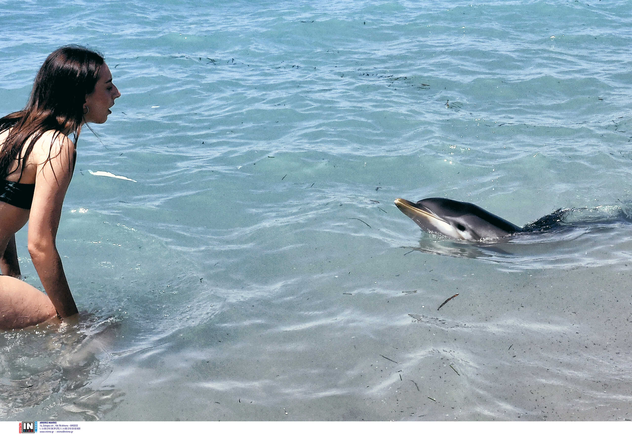 Κόρινθος: Νεκρό το δελφίνι που είχε χάσει τον προσανατολισμό του