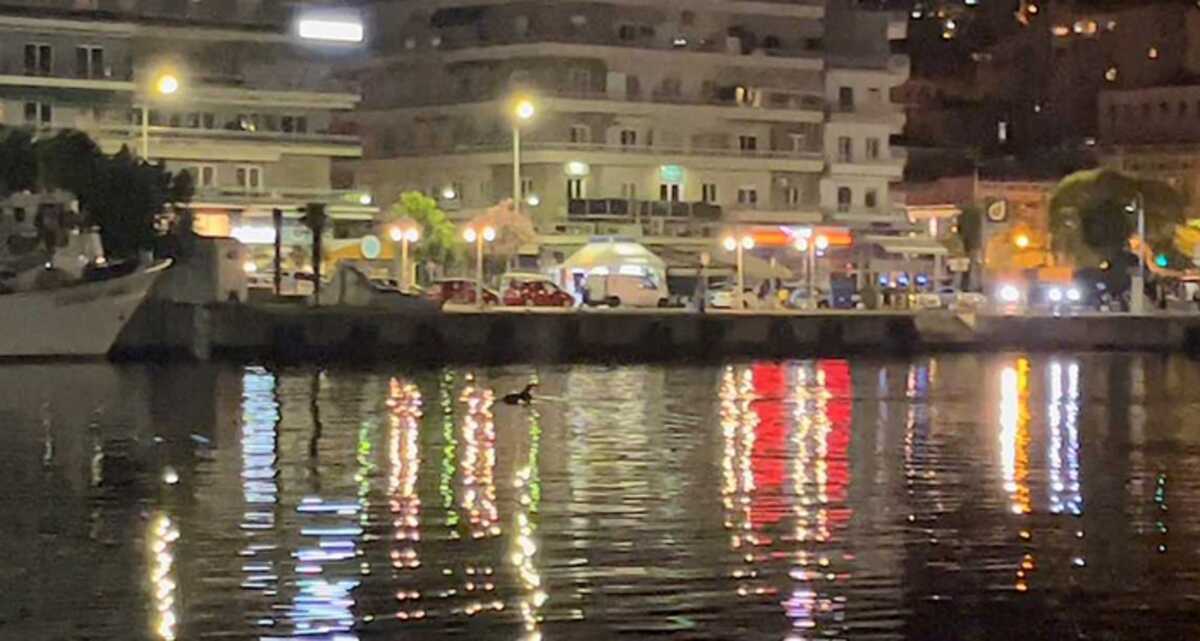 Καβάλα: Δελφίνια έδωσαν ρεσιτάλ στο λιμάνι υπό το φως του φεγγαριού