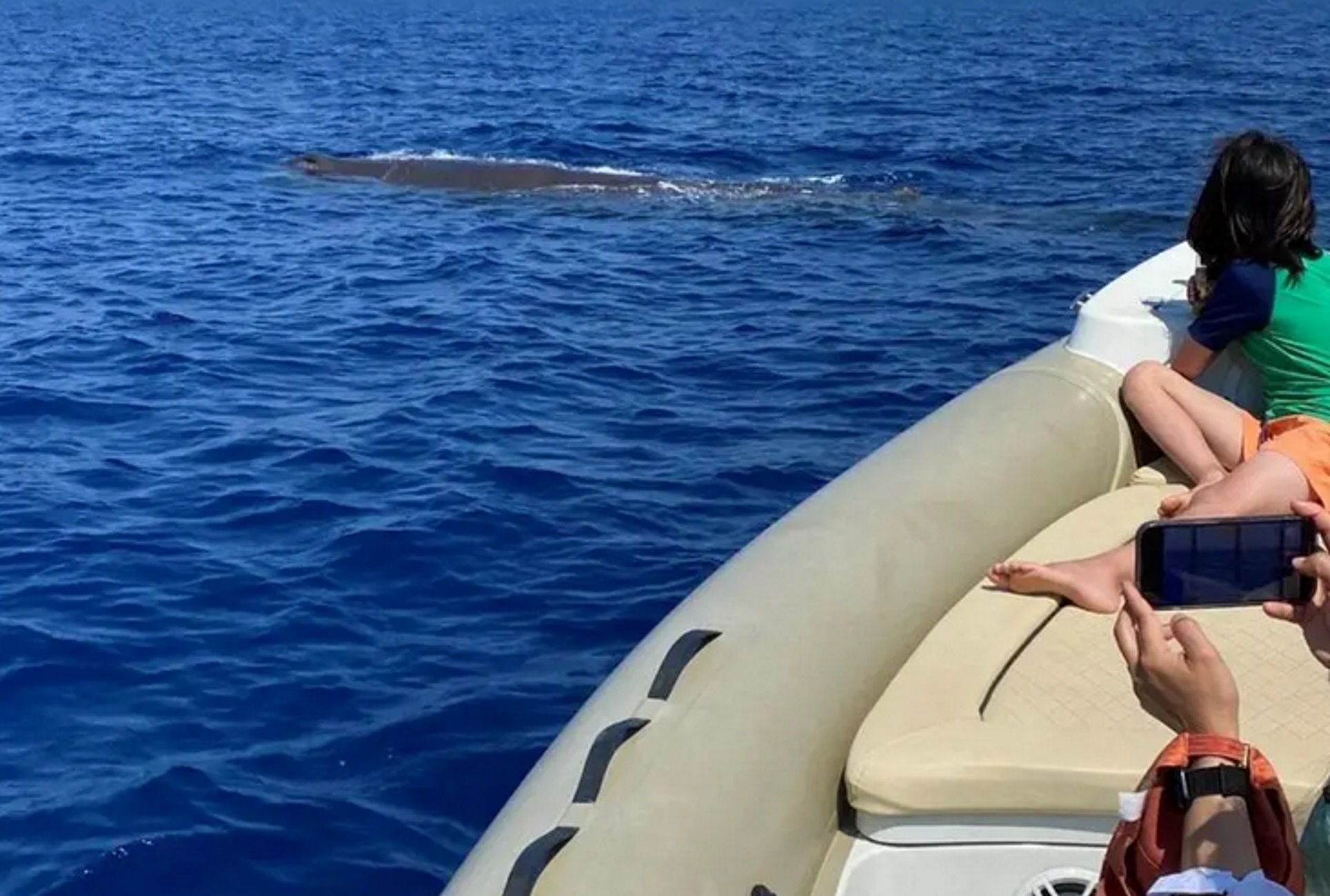 Χανιά: Φάλαινα σε απόσταση αναπνοής από φουσκωτό σκάφος 10 μέτρων – Δείτε τις εικόνες