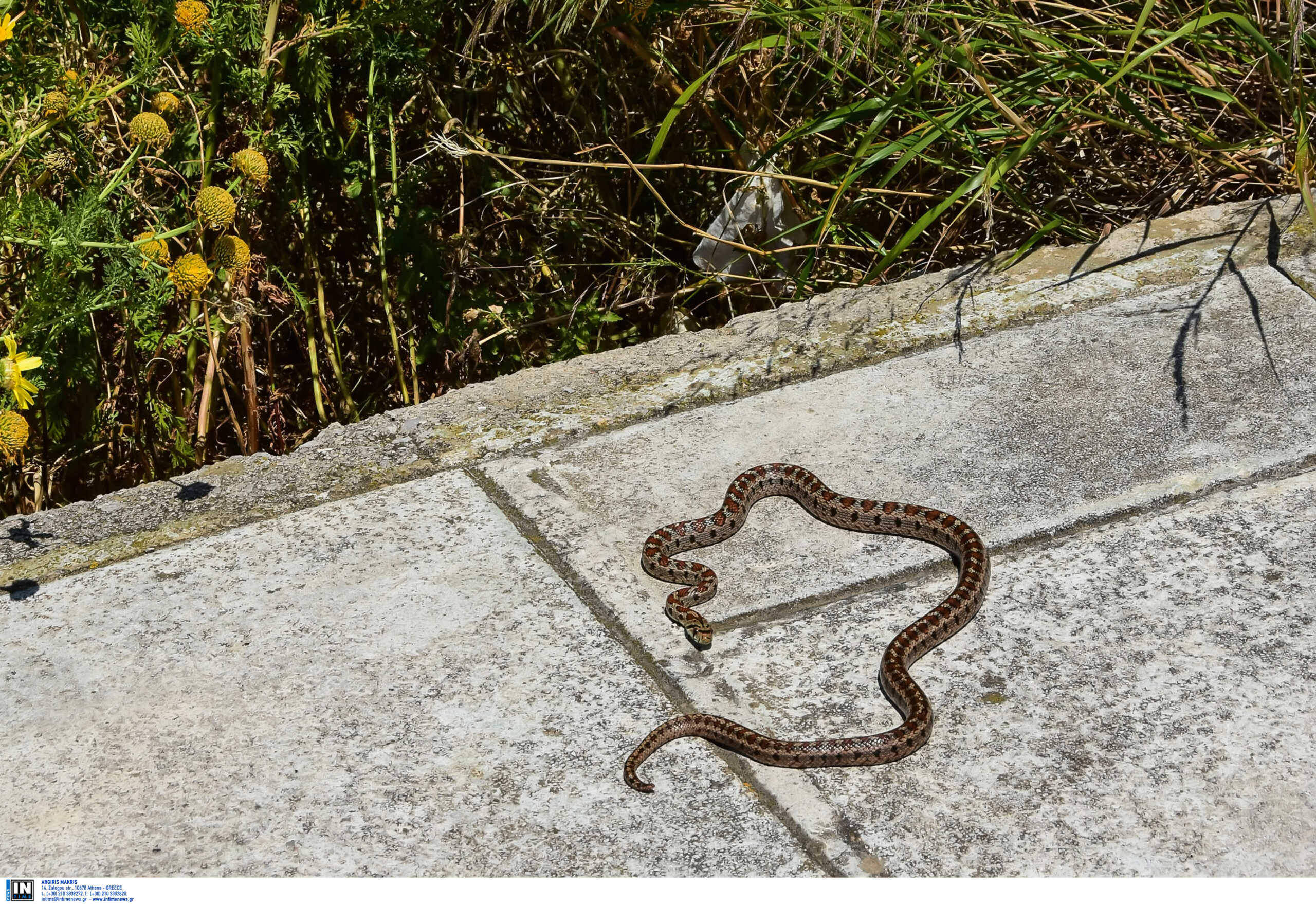 Θεσσαλονίκη: Φίδι προκάλεσε αναστάτωση – Αναζητείται ο ιδιοκτήτης του ερπετού