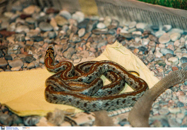 Ειδικοί μιλούν στο newsit.gr για τα πρόσφατα περιστατικά με δάγκωμα οχιάς – «Πολλά φίδια ζουν στην πόλη»
