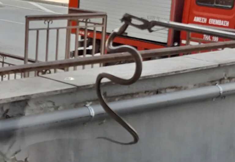 Αυτό είναι το φίδι που πετάχτηκε σε ισόγειο κατάστημα στη Λάρισα και «λαχτάρησε» κόσμο