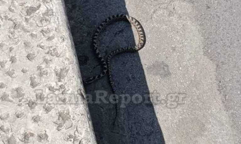 Τρίτη και φαρμακερή για το φίδι που αναστάτωσε την πλατεία Πάρκου στη Λαμία - Τι διαπιστώθηκε